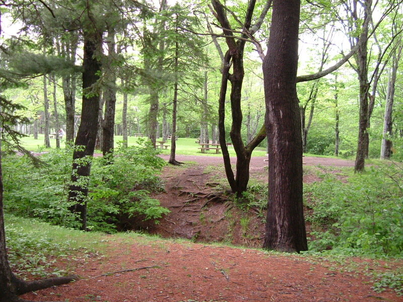 Forest park with picnic tables