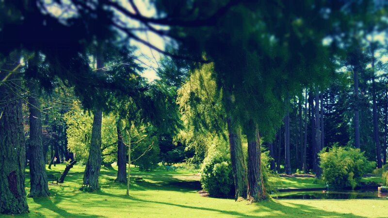 Forest Park with Pond