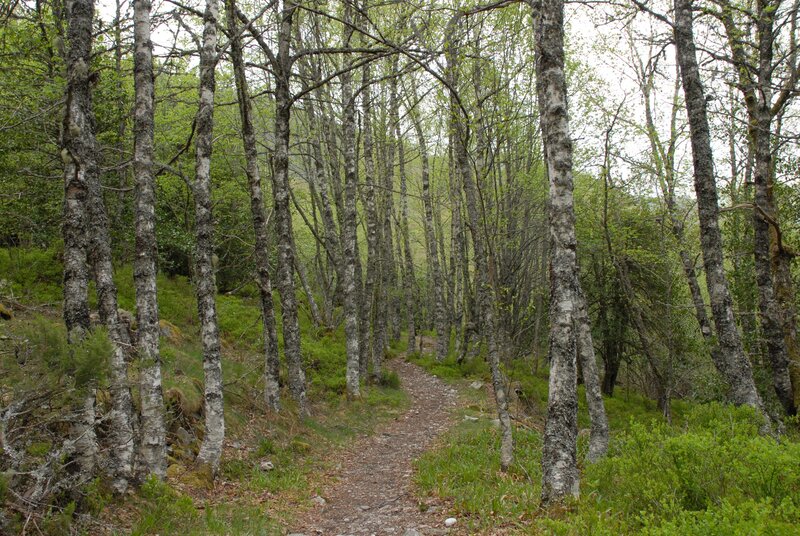 Forest path among birch trees