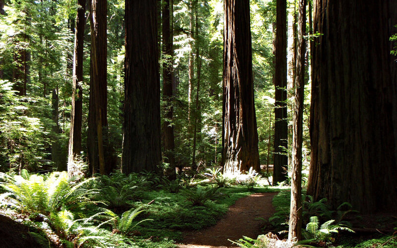 Forest path among redwood trees