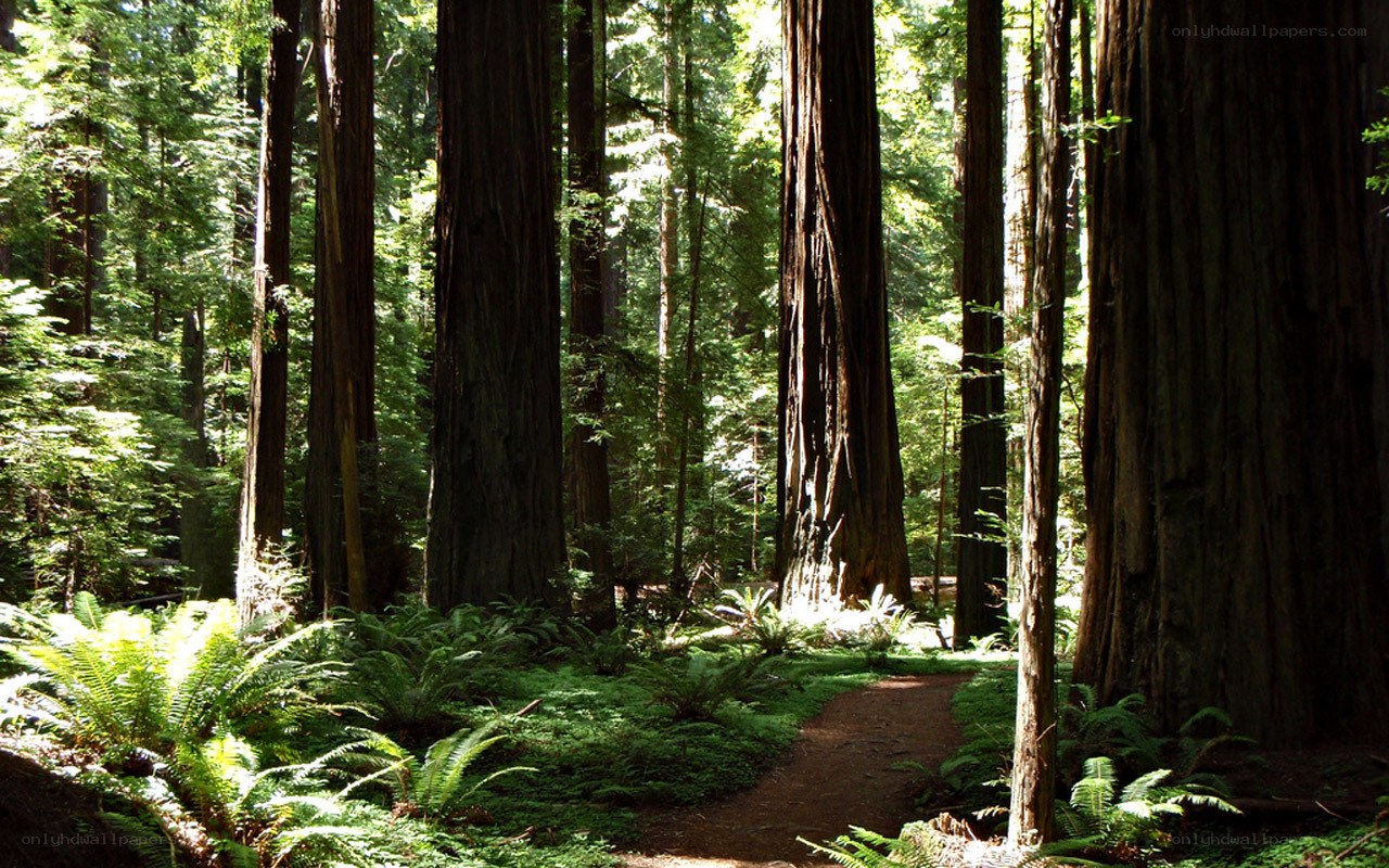 Forest path among redwood trees