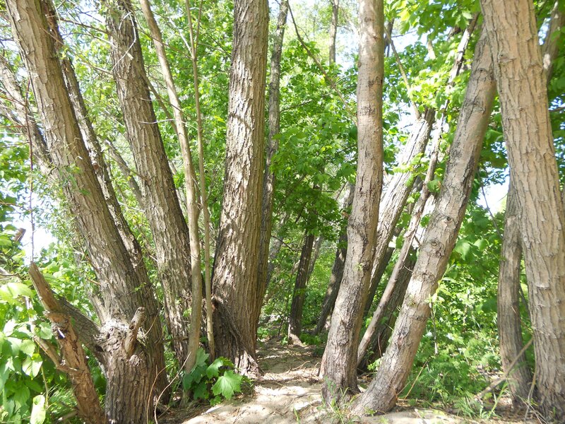 Forest path among tall trees