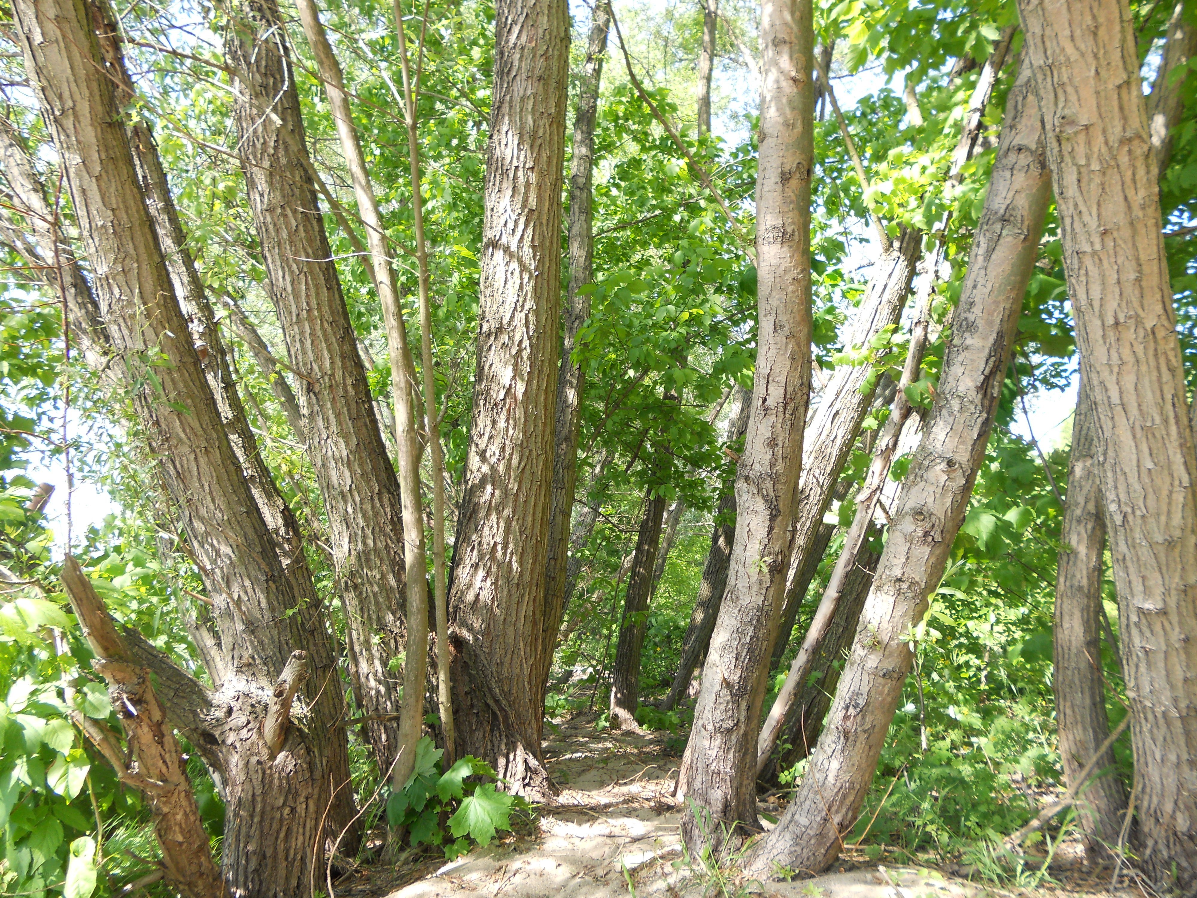 Forest path among tall trees