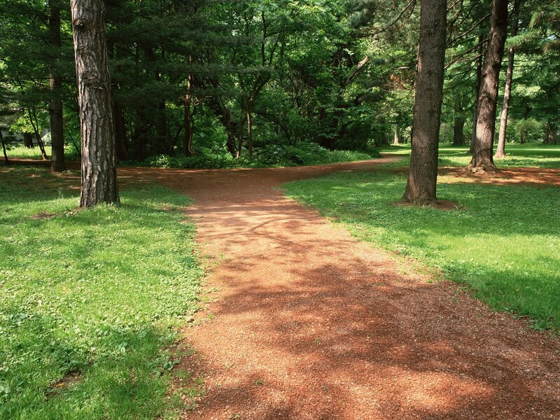 Forest path at a crossroads