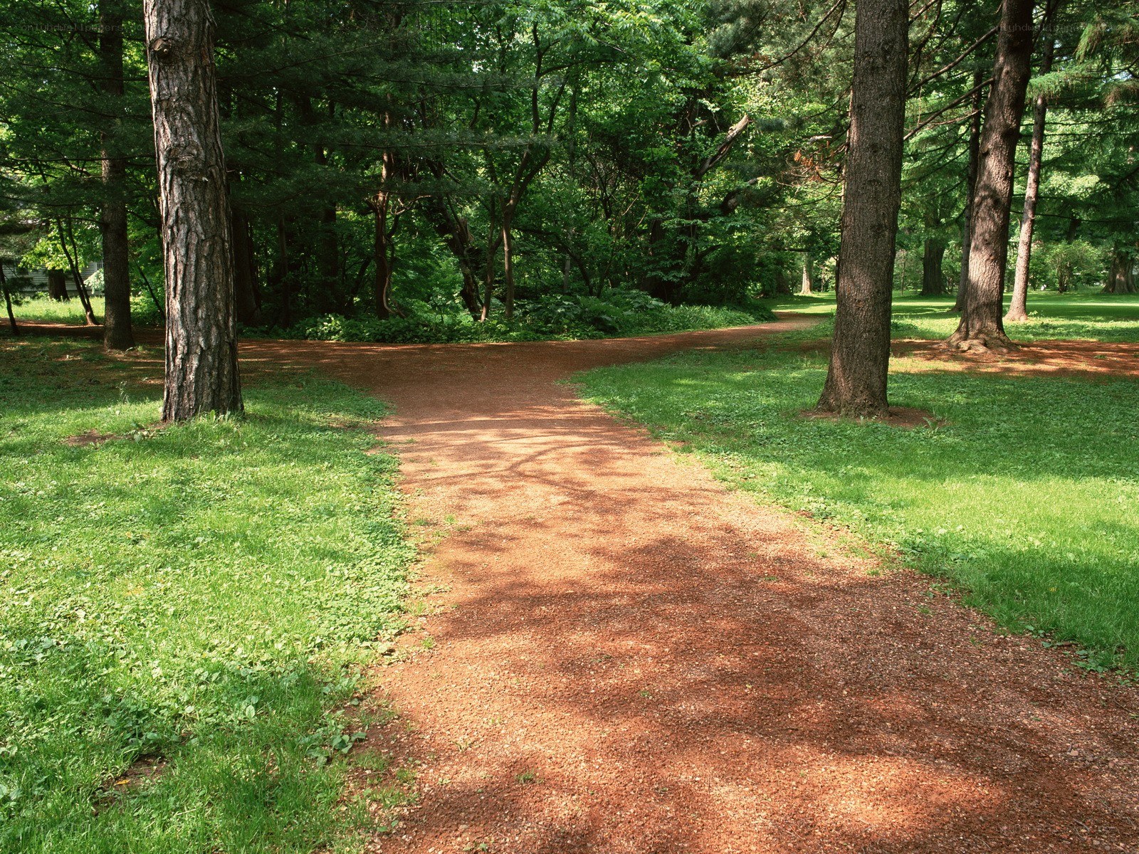 Forest path at a crossroads