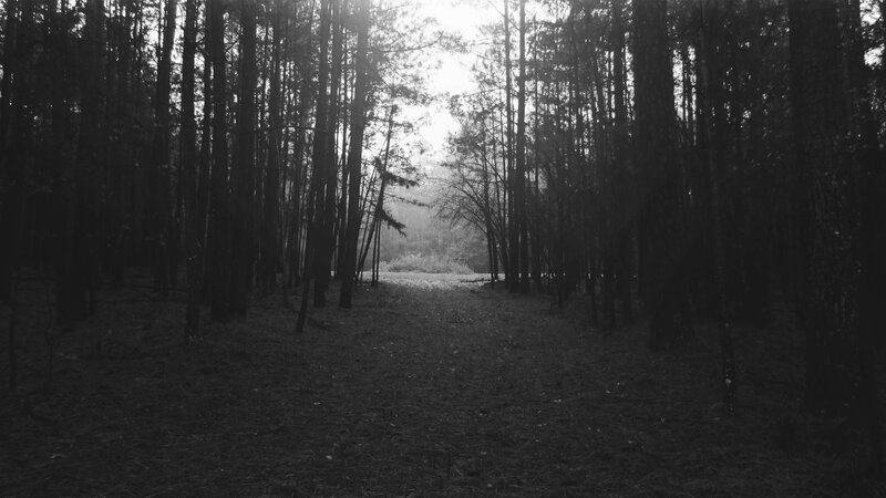 Forest Path at Dawn — Black