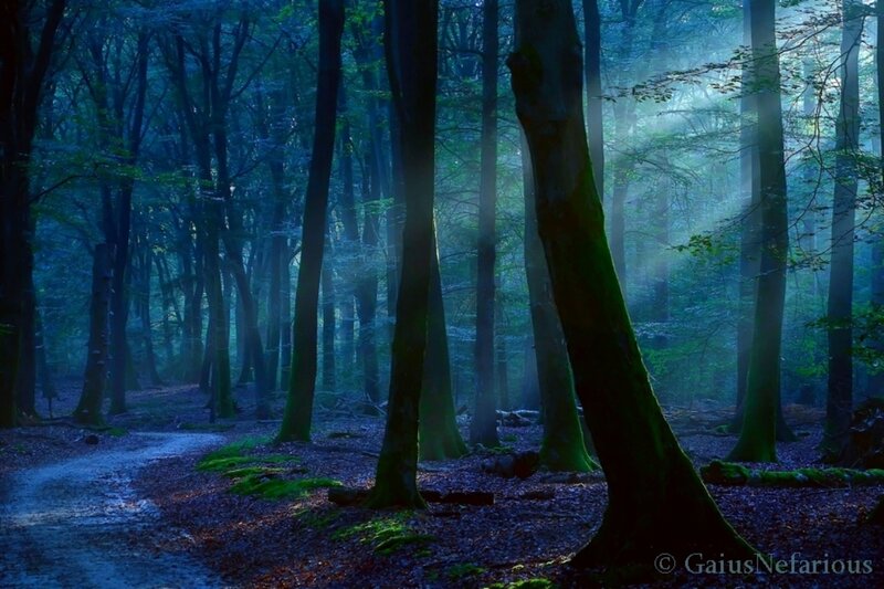 Forest Path at Dawn — Blue