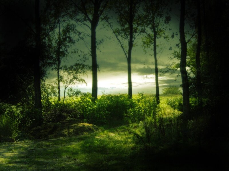 Forest Path at Dawn — Green, Dramatic