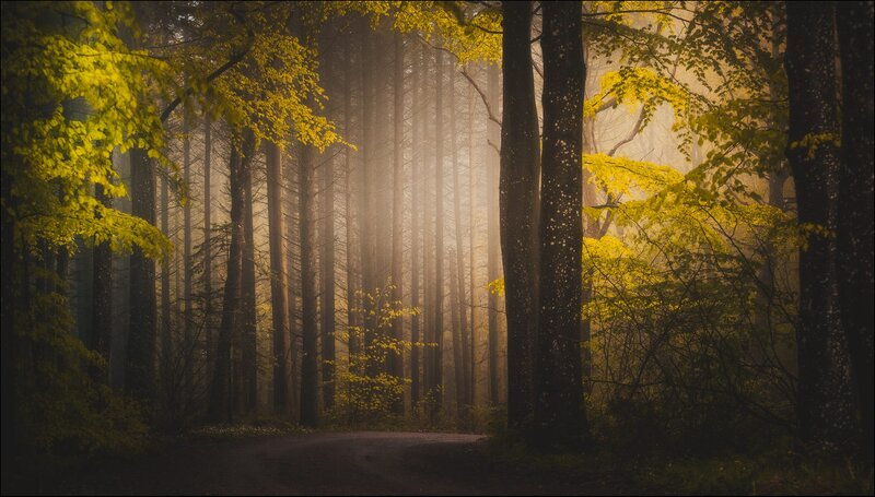 Forest Path at Dawn — Green, Serene, Morning