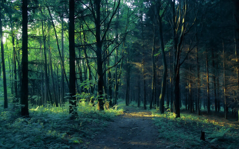 Forest Path at Dawn — Green