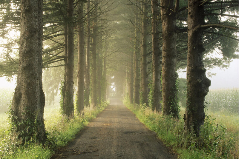 Forest path at dawn