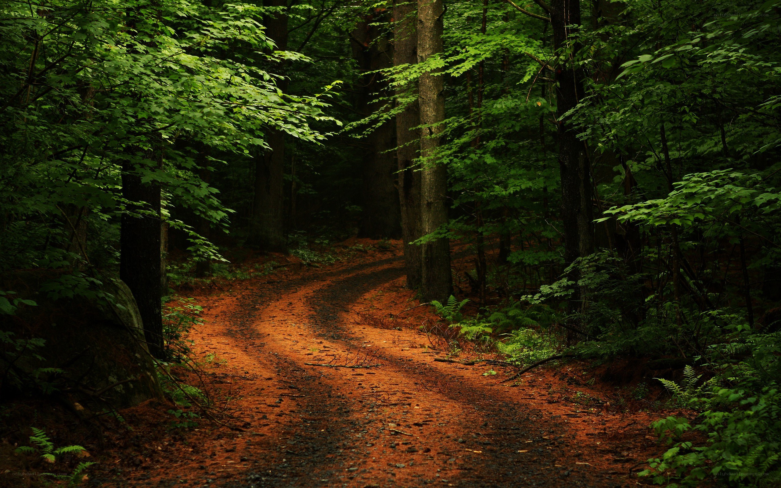 forest path at dusk