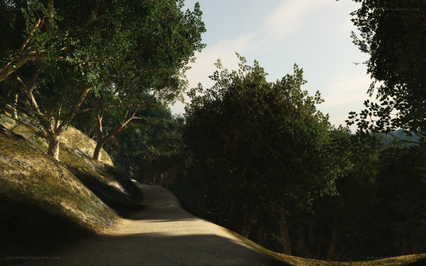 forest path at dusk