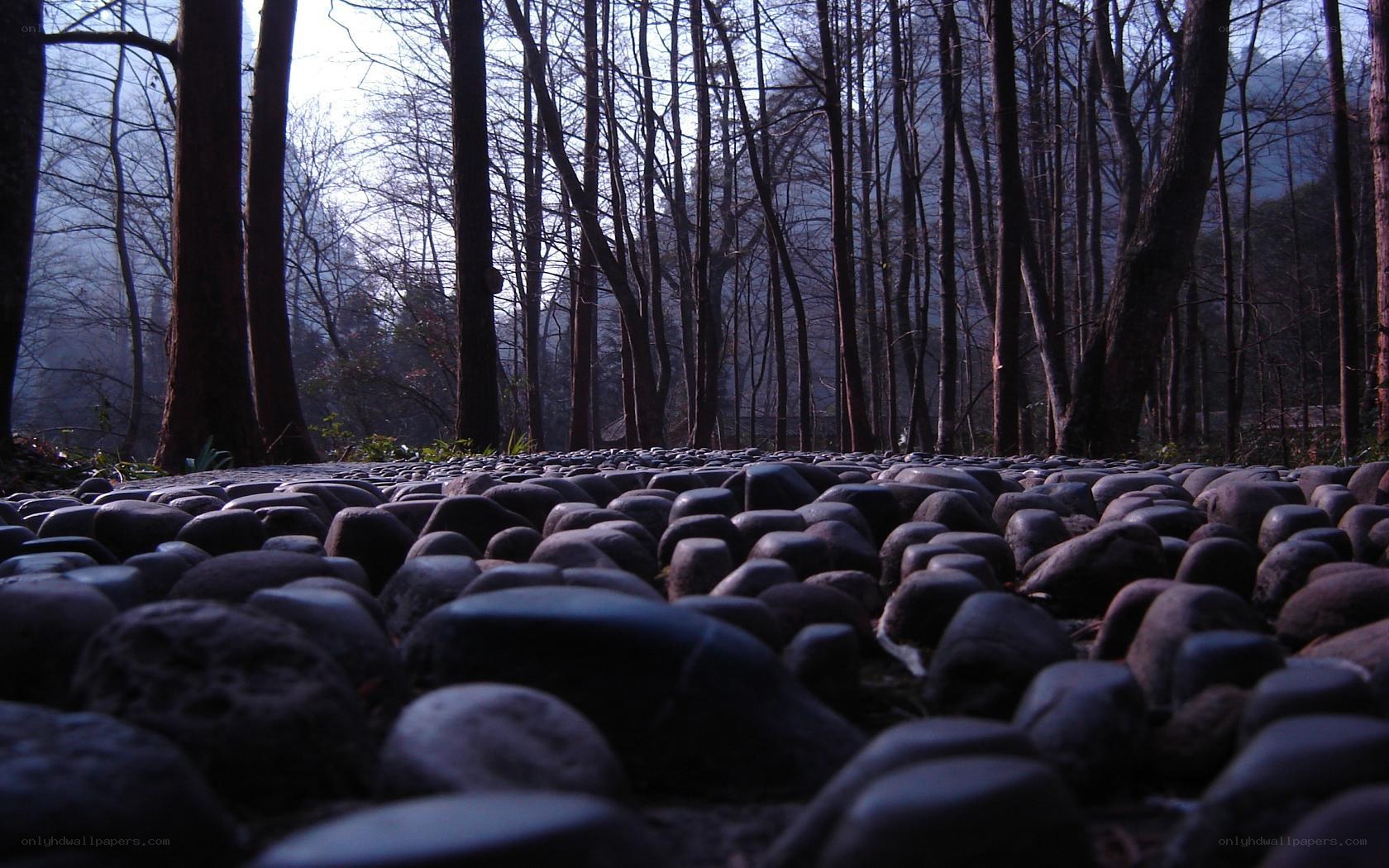Forest path at dusk