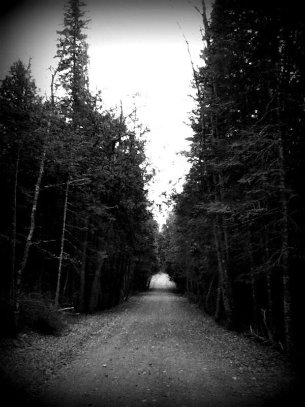 Forest Path at Dusk — Black