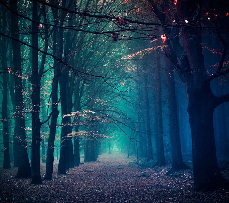 Forest Path at Dusk — Blue, Mysterious, Night