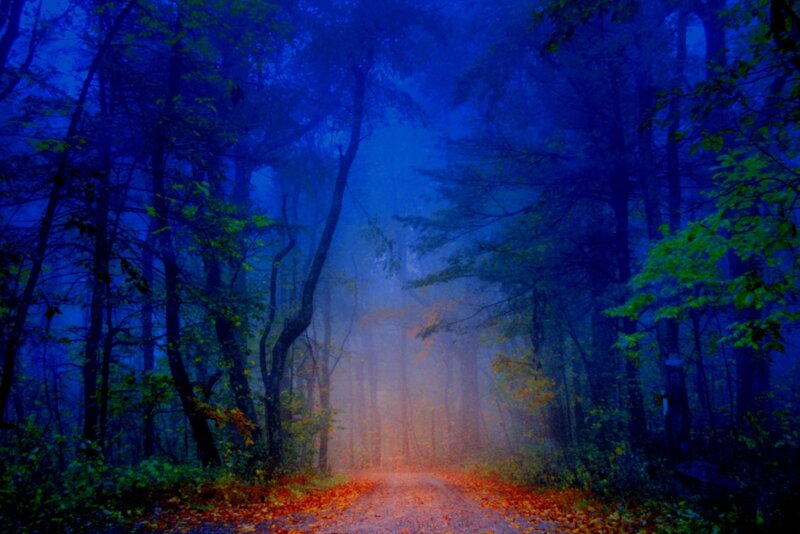 Forest Path at Dusk — Blue, Mysterious