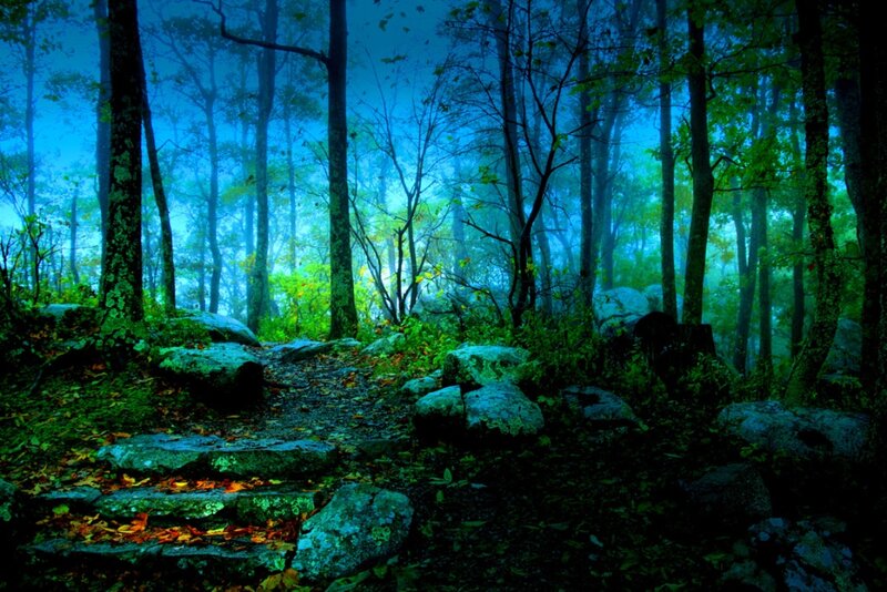 Forest Path at Dusk — Blue
