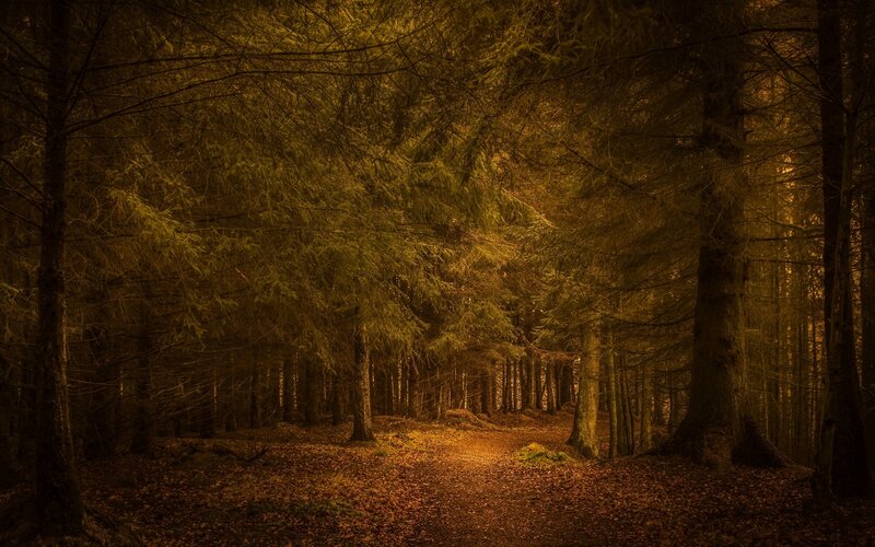 Forest Path at Dusk — Brown, Dramatic