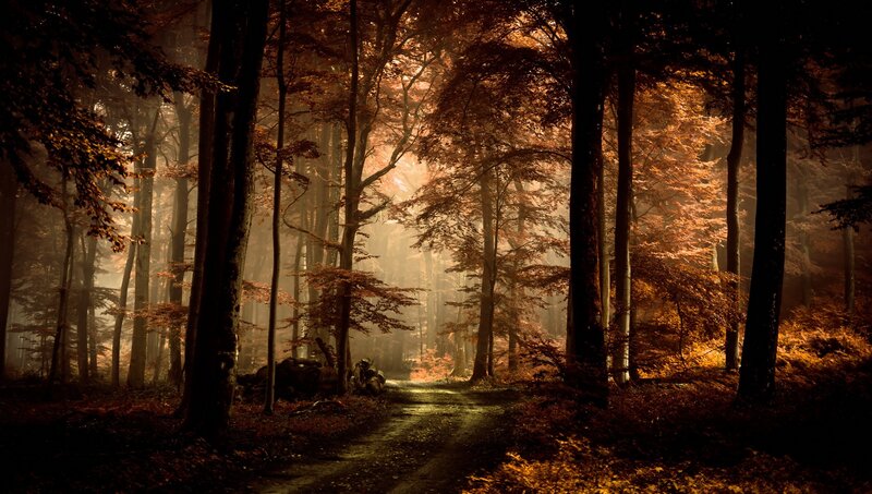 Forest Path at Dusk — Brown