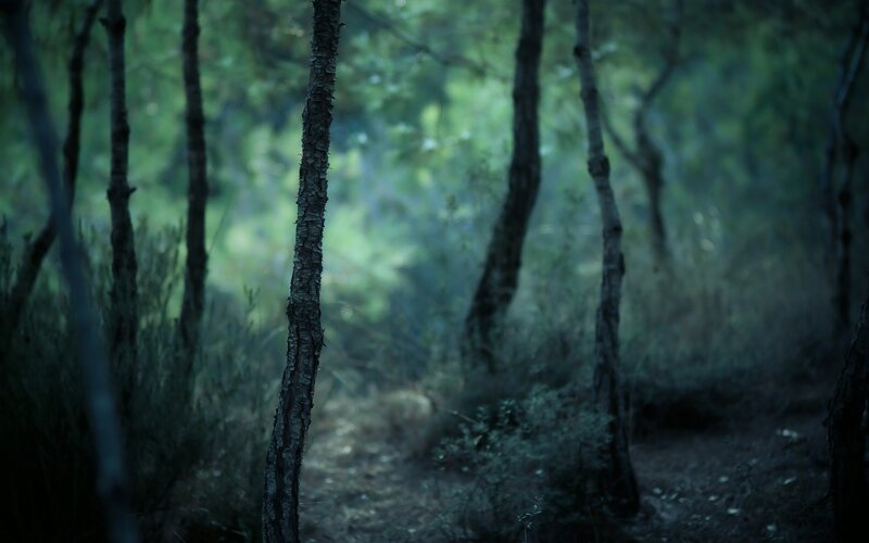 Forest Path at Dusk — Green, Dark, Night