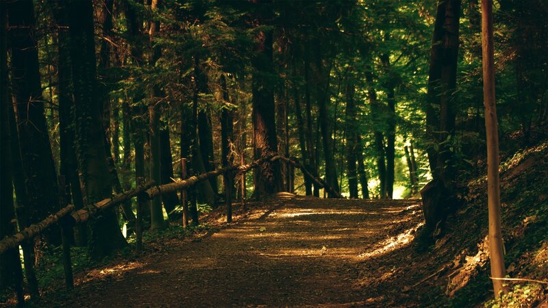 Forest Path at Dusk — Green, Serene