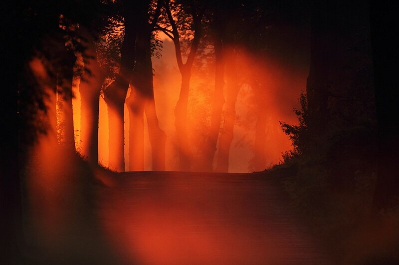 Forest Path at Dusk — Orange