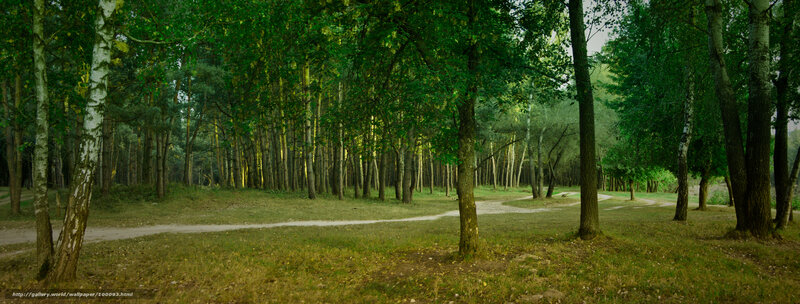 Forest path at dusk