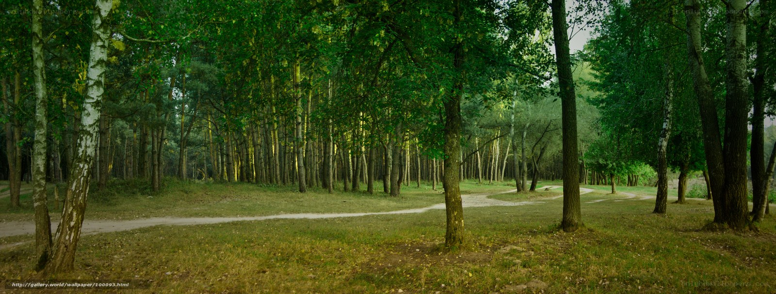 Forest path at dusk