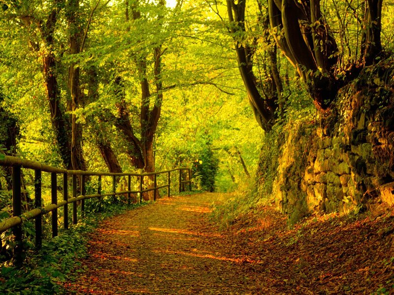 Forest path at golden hour