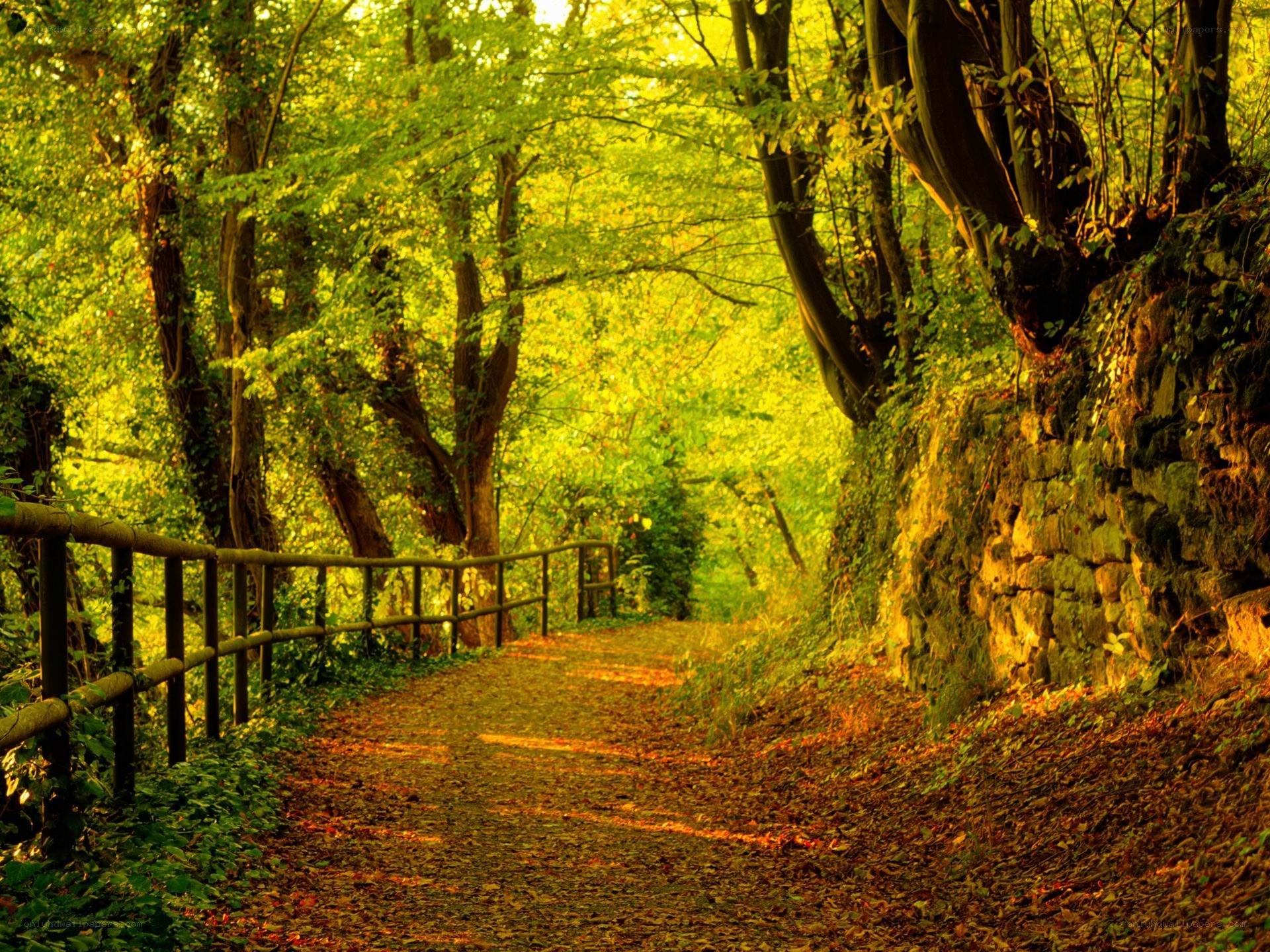Forest path at golden hour