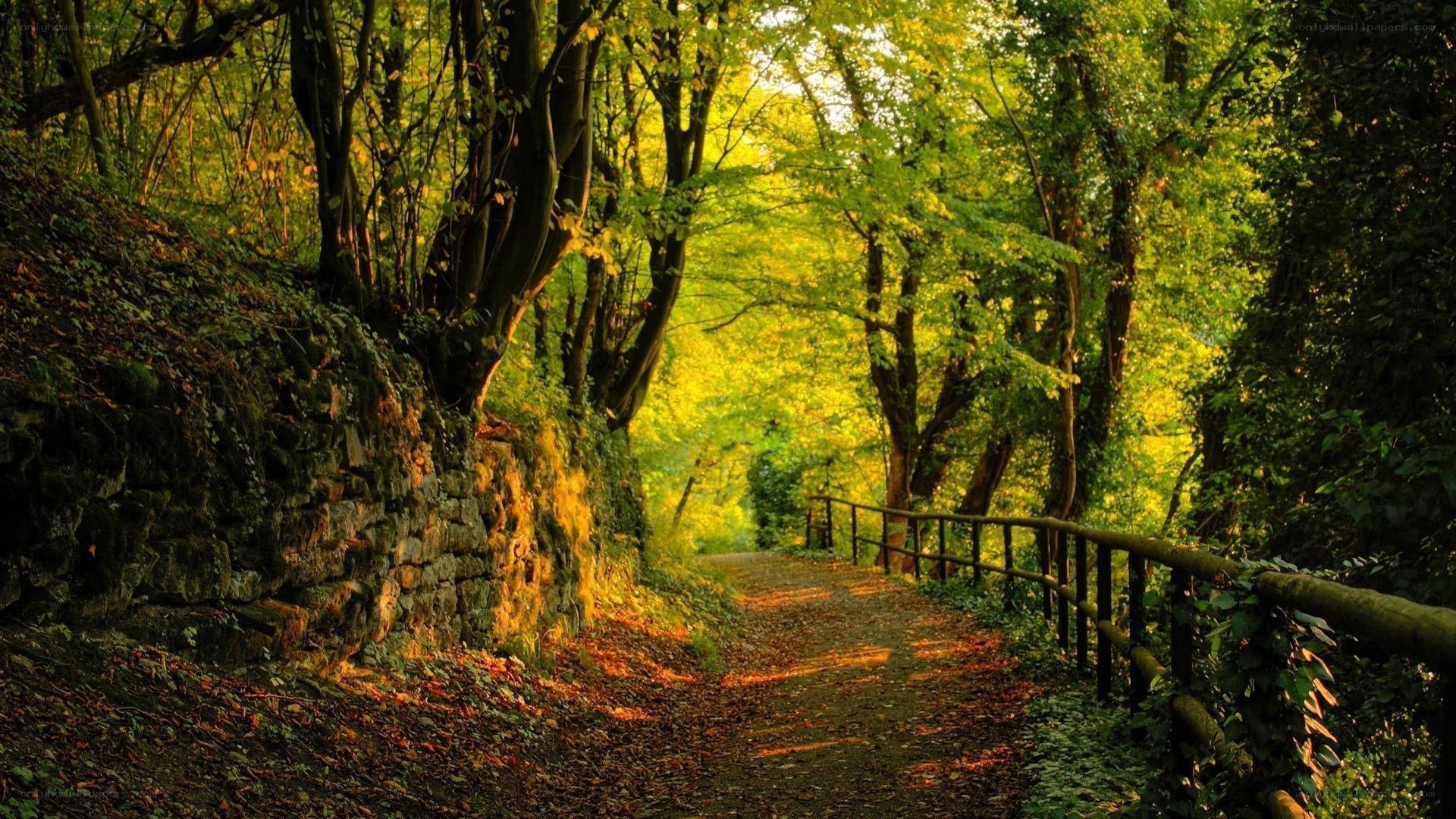 Forest path at golden hour