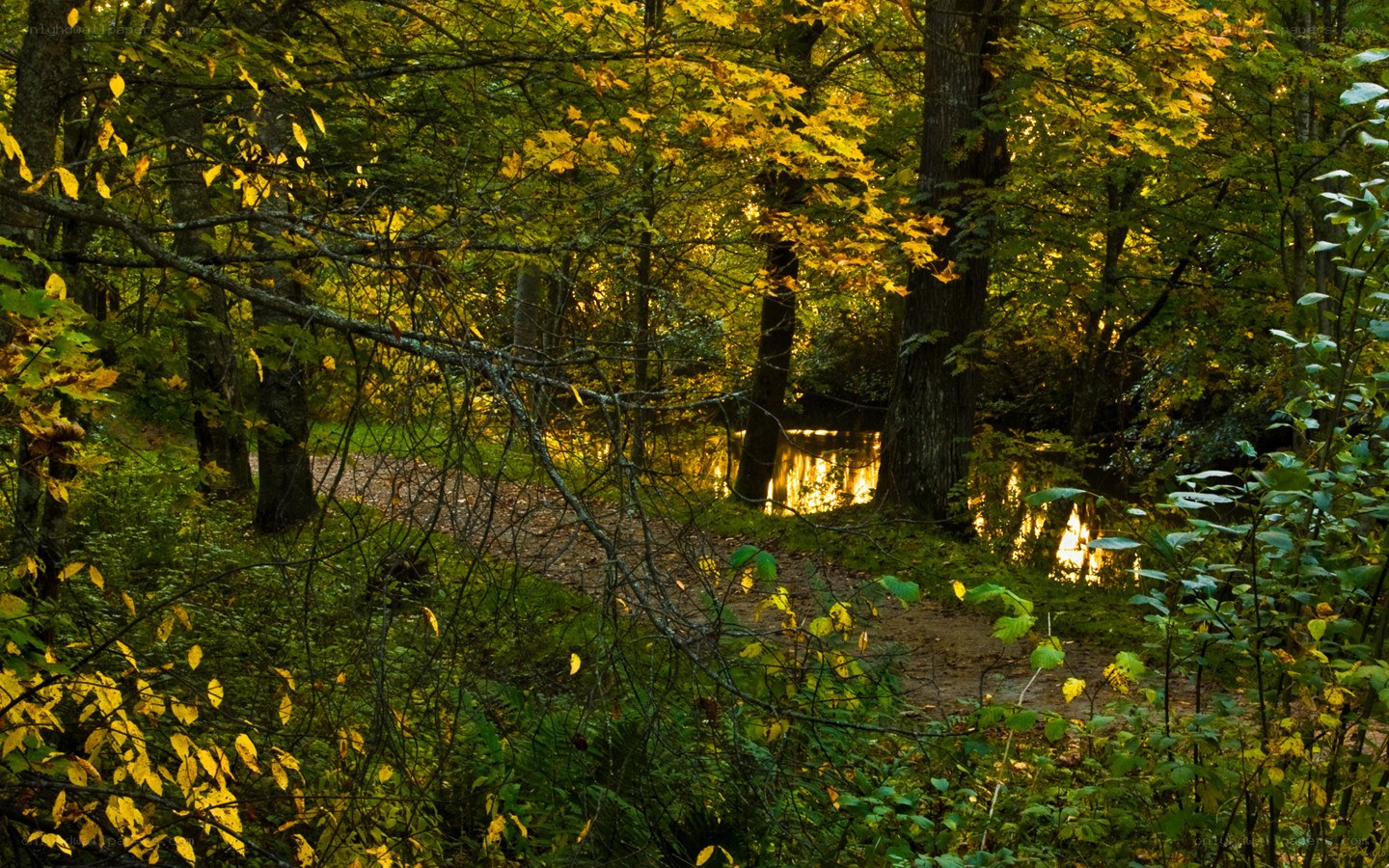 Forest path at golden hour