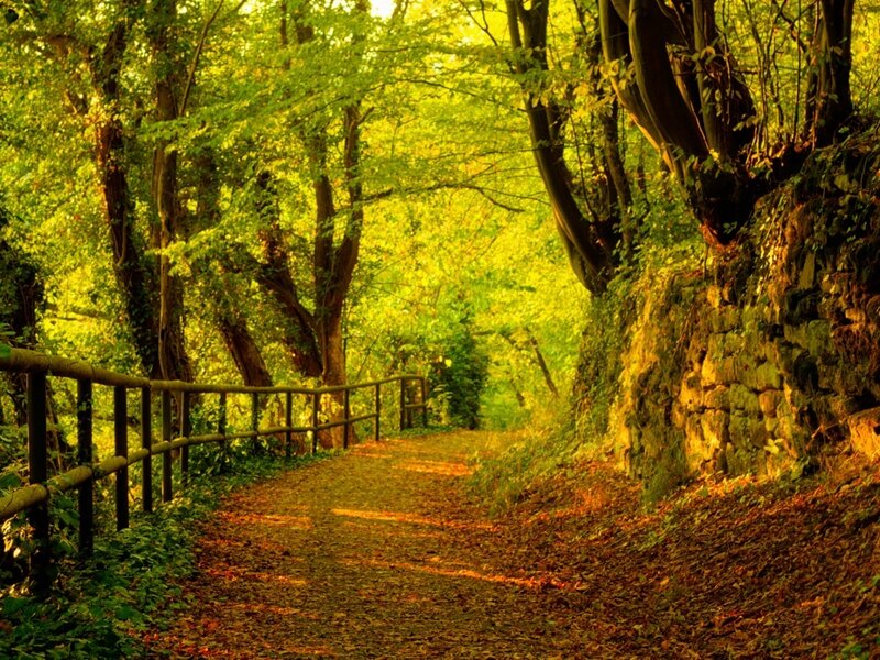 Forest path at golden hour