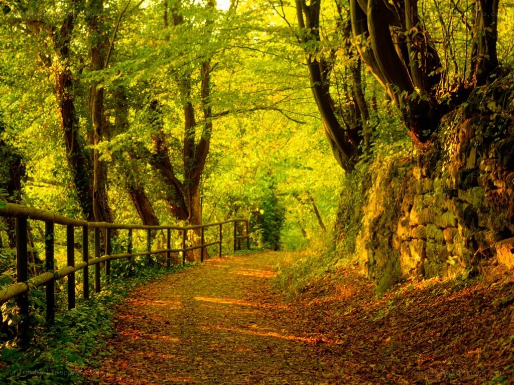 Forest path at golden hour