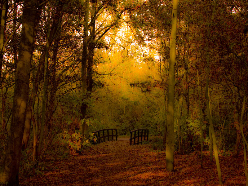 Forest path at golden hour
