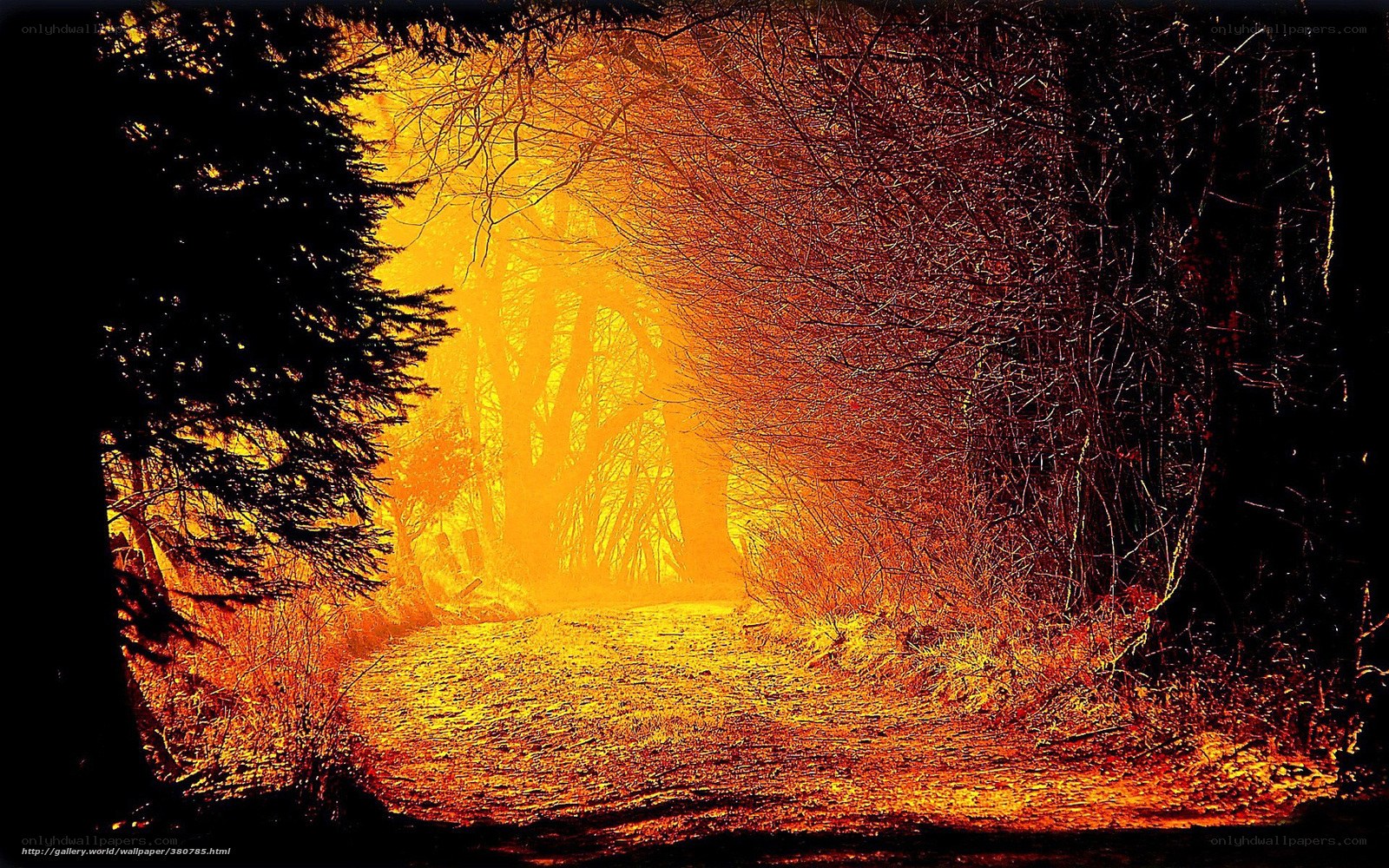 Forest path at golden hour