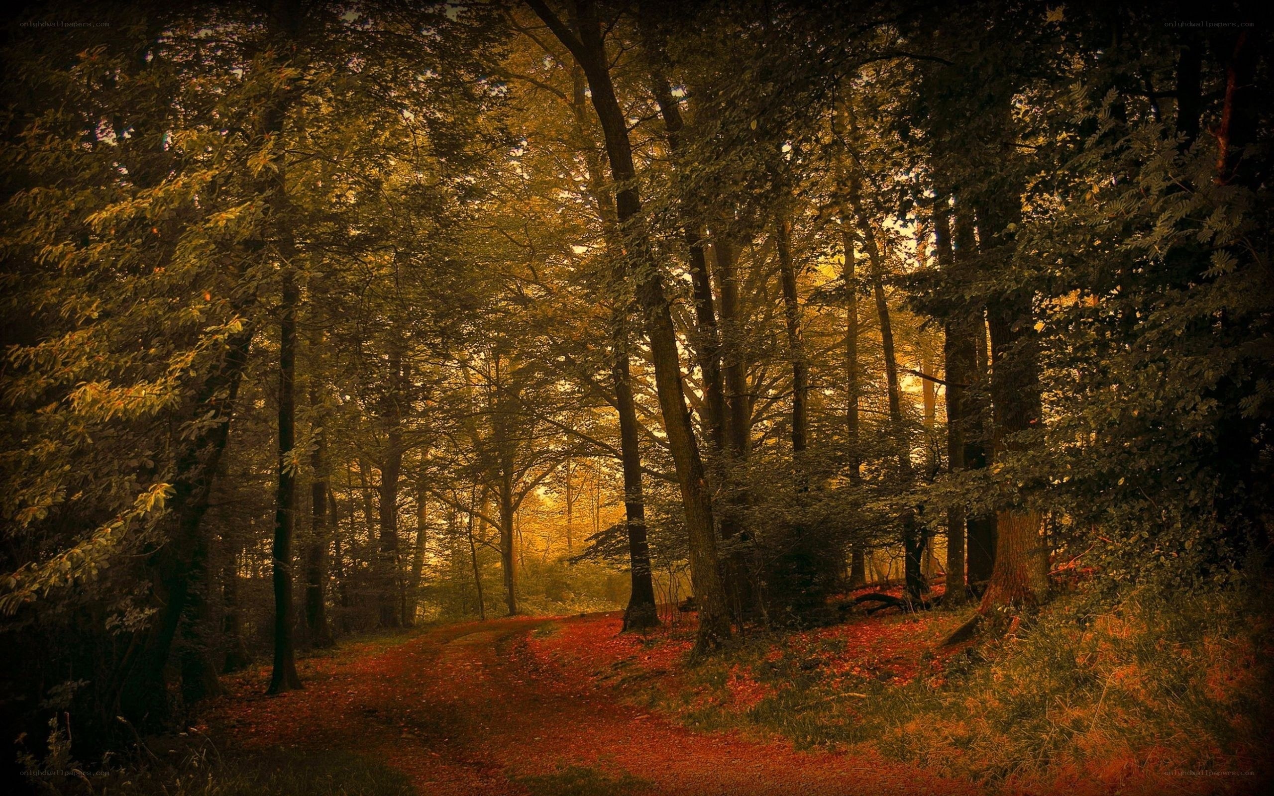 Forest path at golden hour