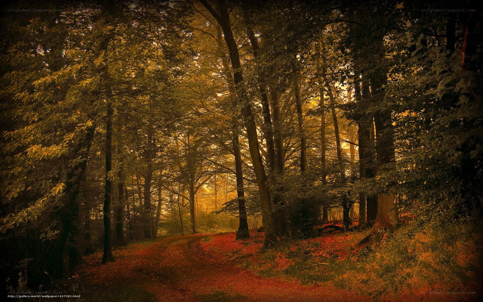Forest path at golden hour