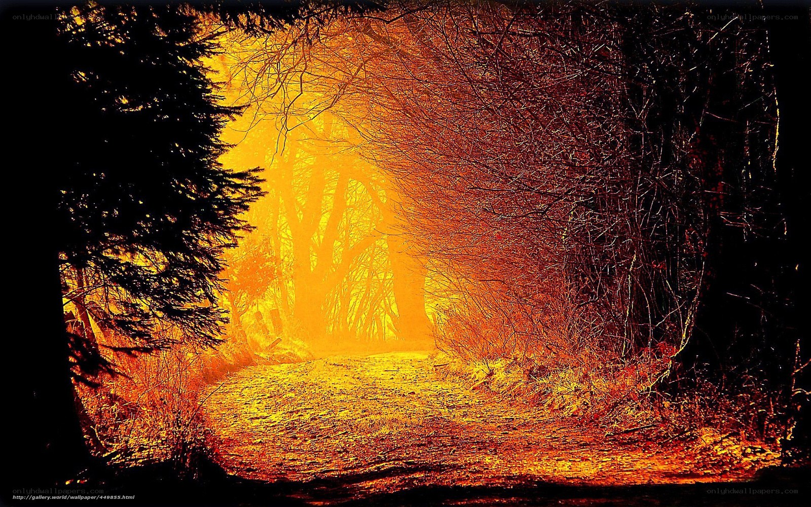 Forest path at golden hour