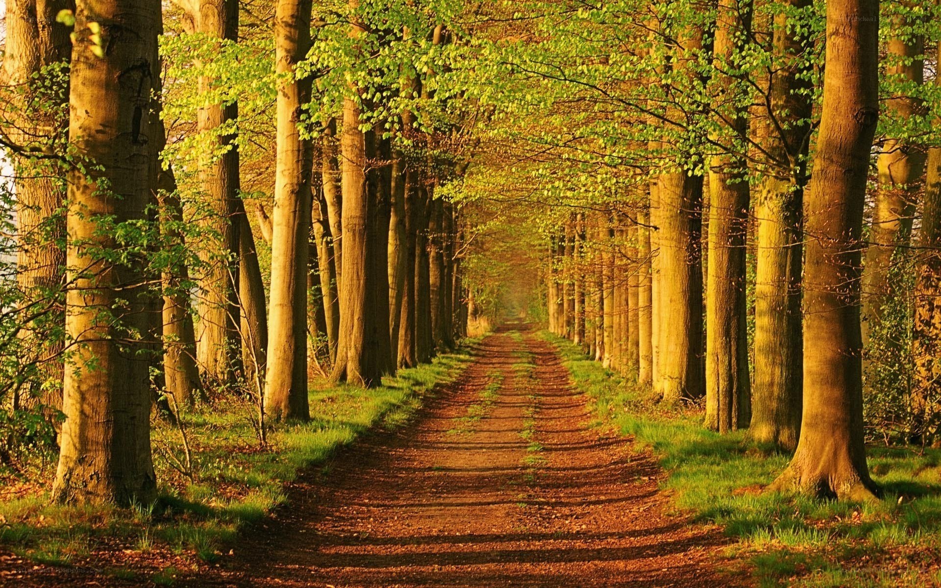 Forest path at golden hour