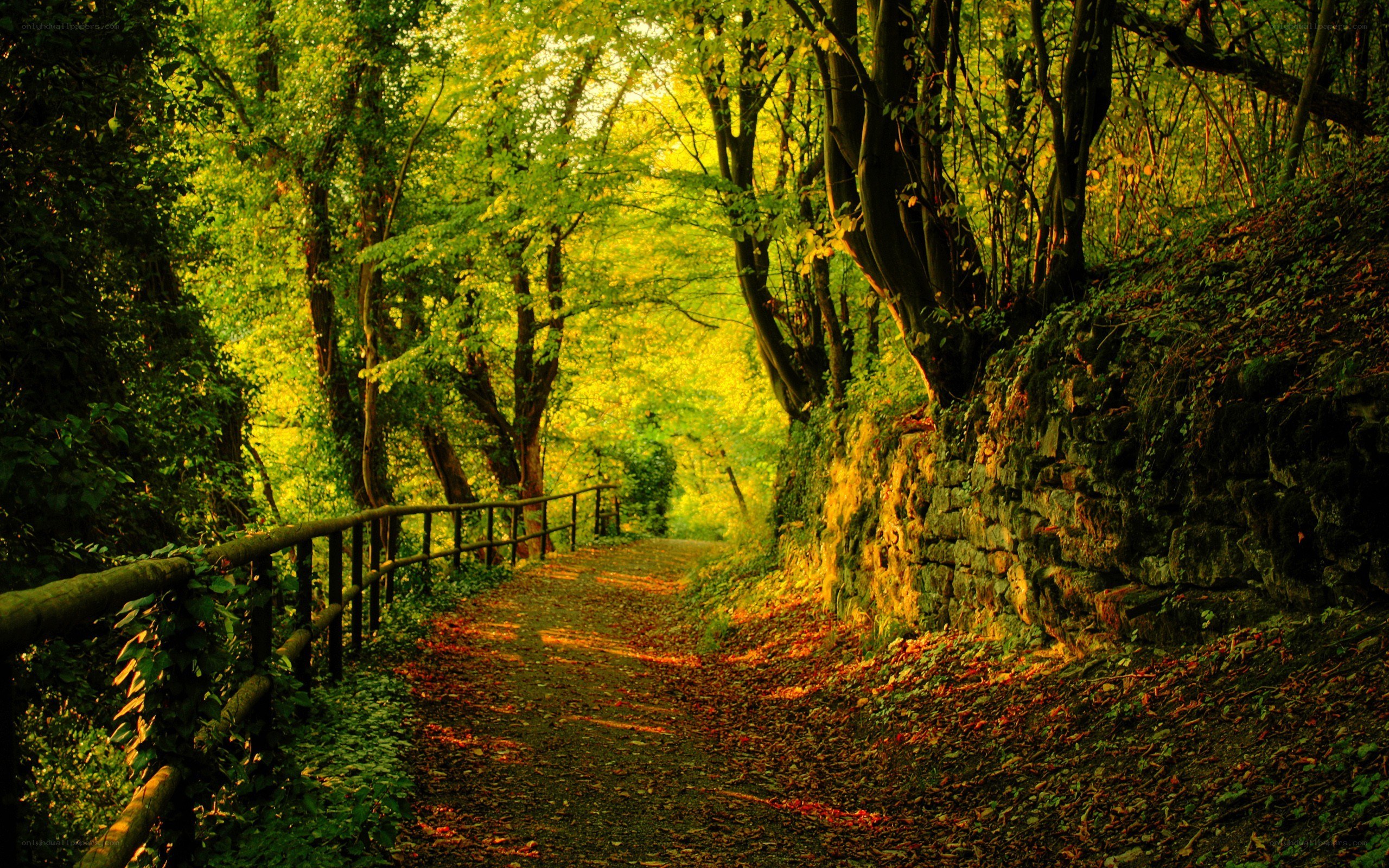Forest path at golden hour
