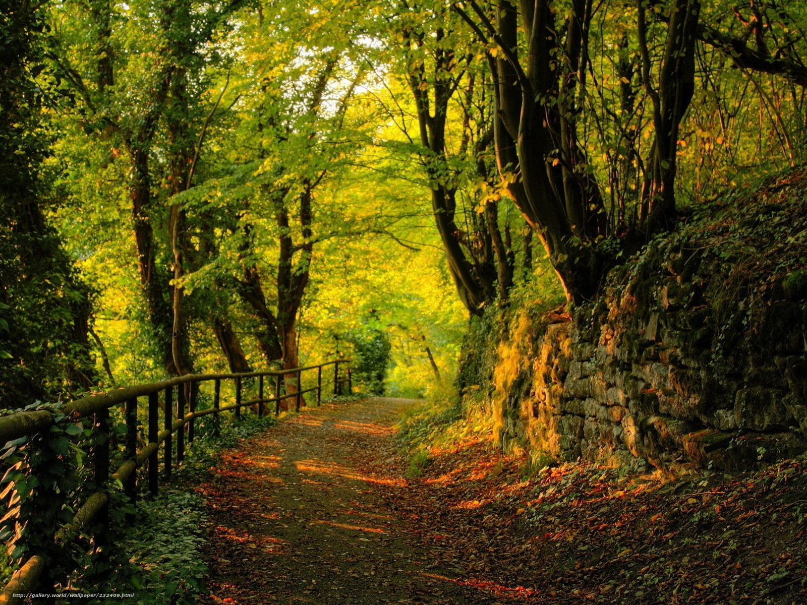 Forest path at golden hour