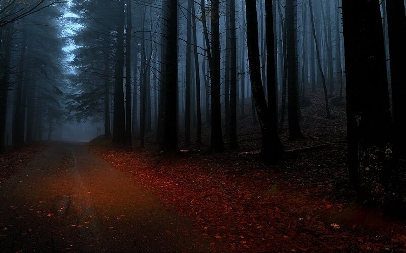 Forest Path at Night — Black, Dark, Photograph, Trees, Fog