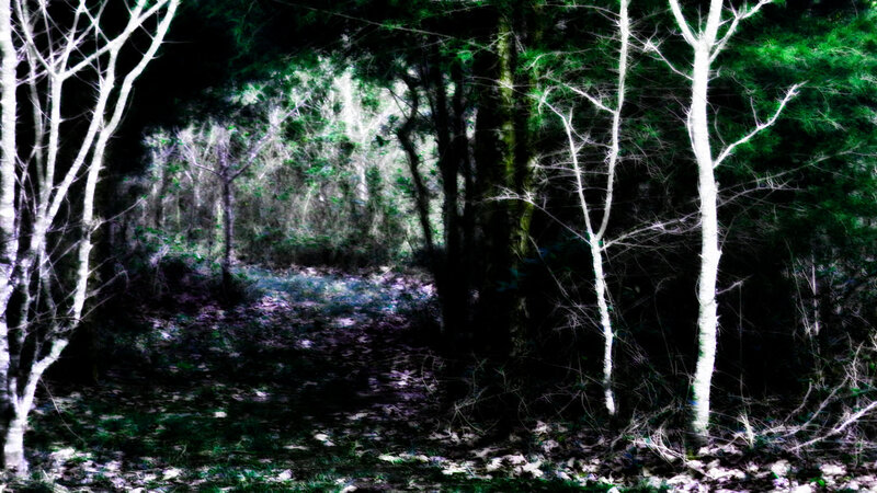 Forest Path at Night — Black