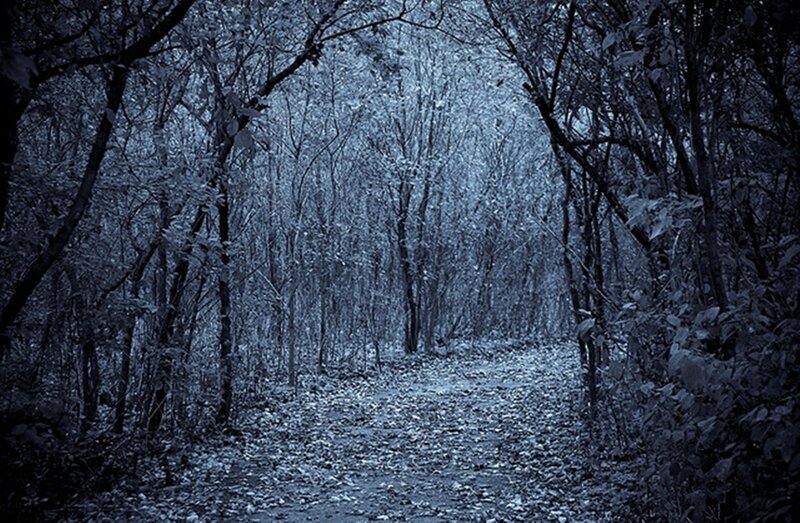 Forest Path at Night — Blue, Dark