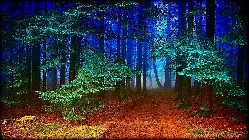 Forest Path at Night — Blue, Mysterious, Photograph, Trees, Fog, Green