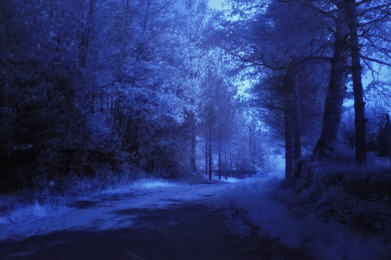Forest Path at Night — Blue, Mysterious, Photograph, Trees