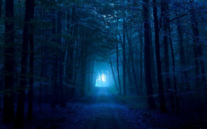 Forest Path at Night — Blue, Mysterious