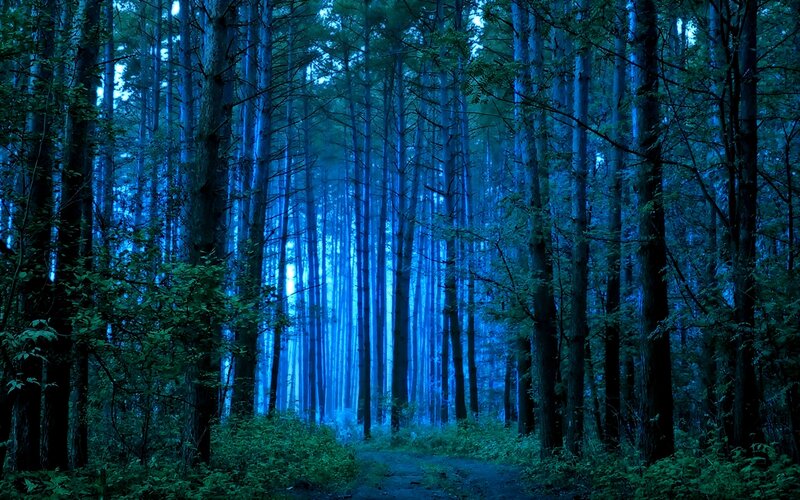 Forest Path at Night — Blue